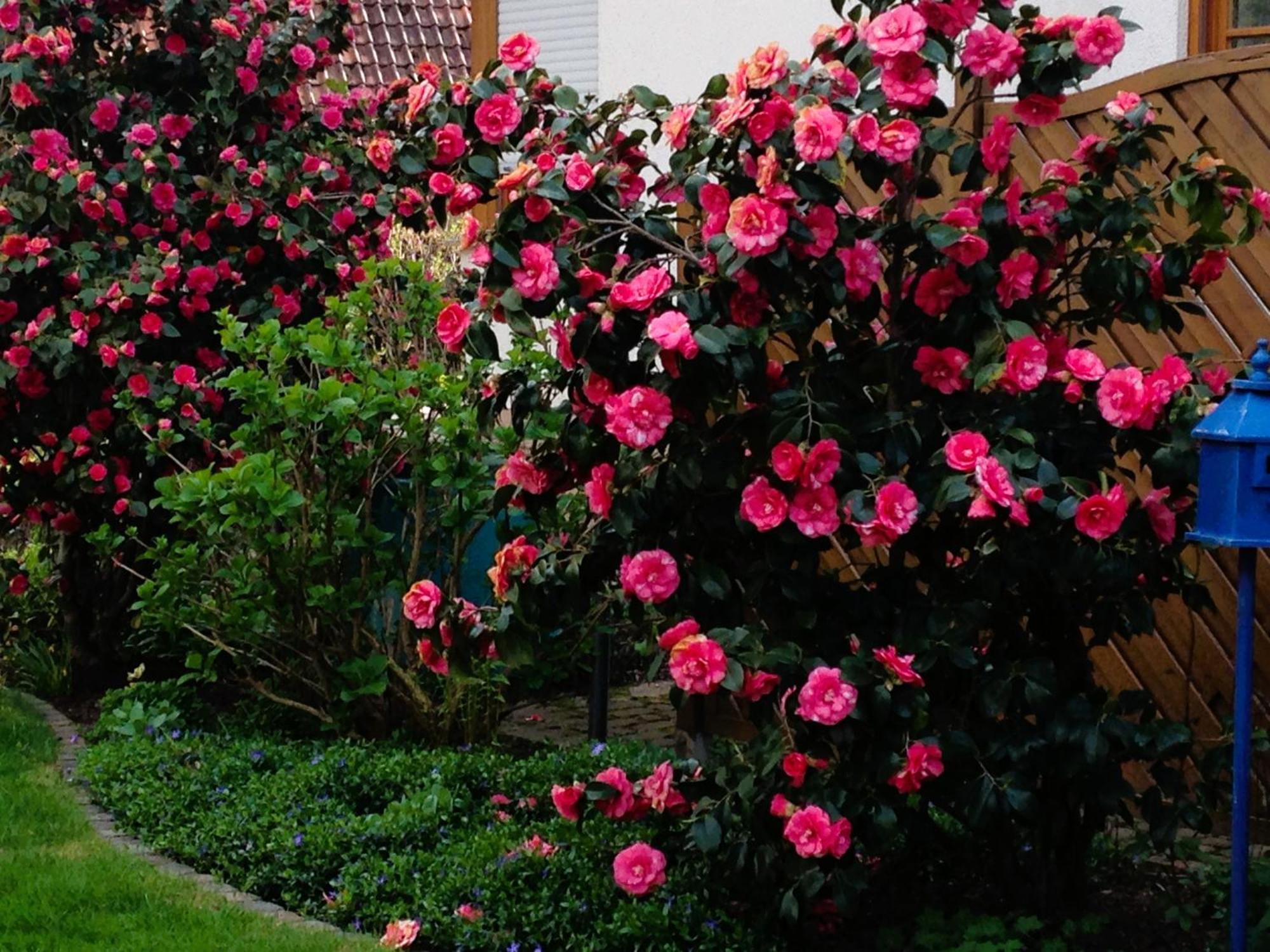 Apartment Im Garten Gengenbach Dış mekan fotoğraf